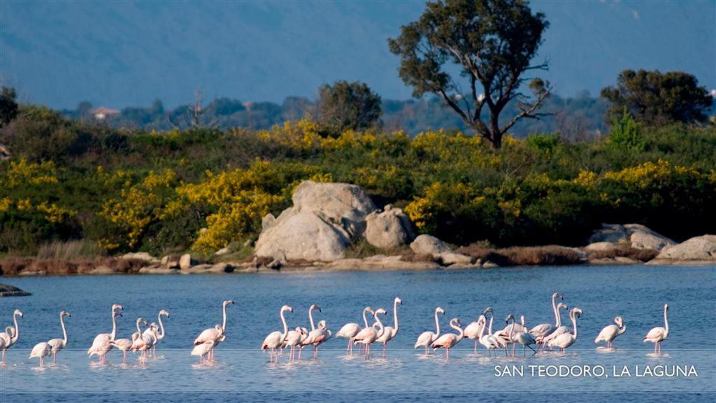 Li Teggi Turismo Rurale San Teodoro  Exterior foto