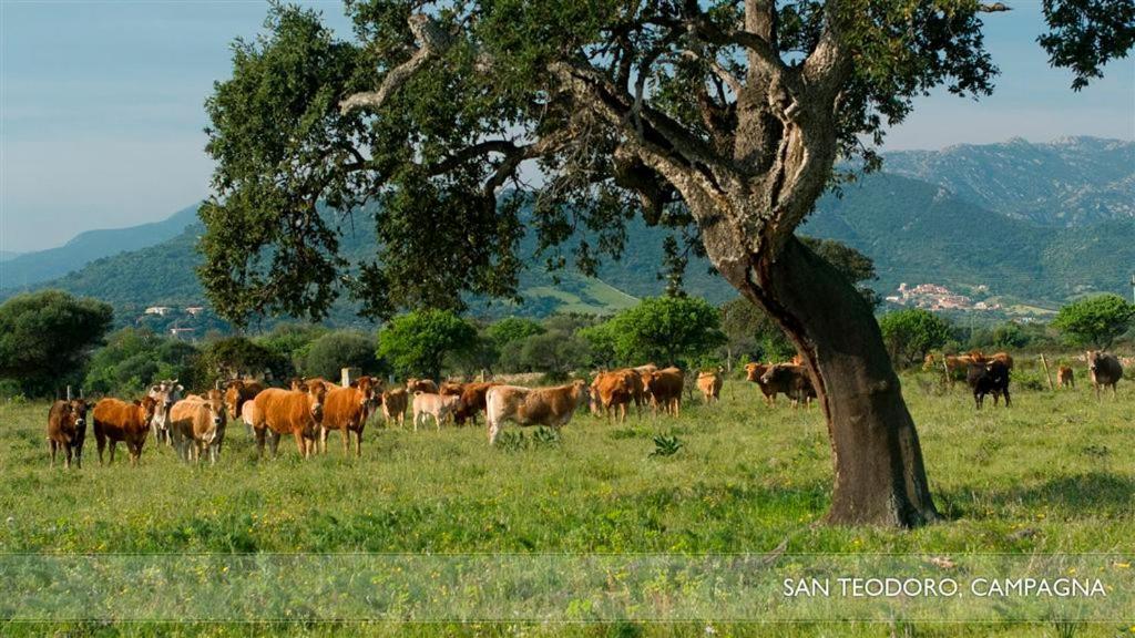 Li Teggi Turismo Rurale San Teodoro  Exterior foto